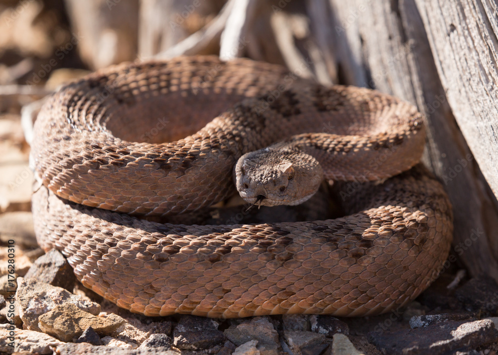 Diamond back rattlesnake in front of a dead tree stump looking at the camera Diamond back rattlesnake in front of a dead tree stump looking at the camera