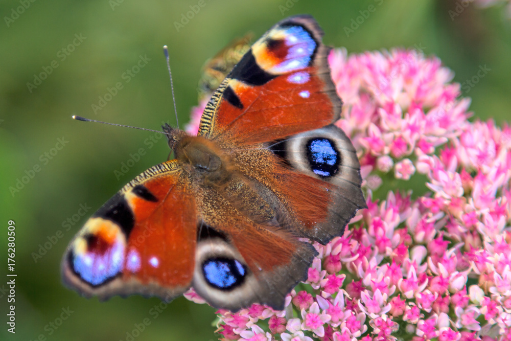 Butterfly on a pink flower Butterfly on a pink flower