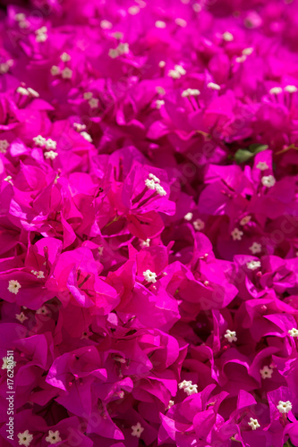 Bougainvillea flowers