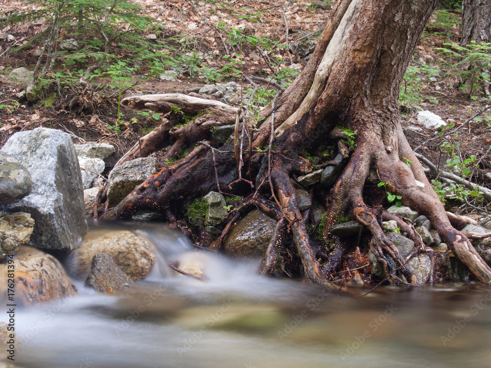 The roots of a tree in the river bank The roots of a tree in the river bank