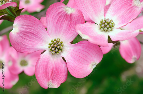 Pink Flowering Dogwood photo