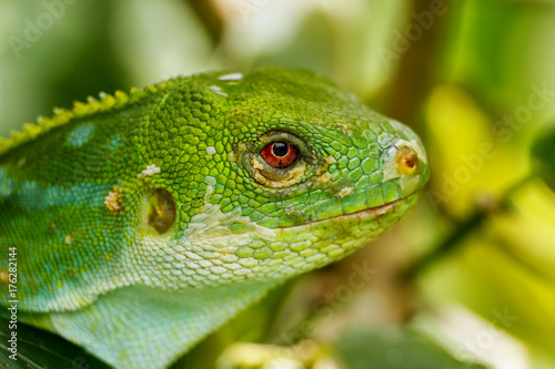 Portrait of male Fiji banded iguana (Brachylophus fasciatus) on Viti Levu Island, Fiji