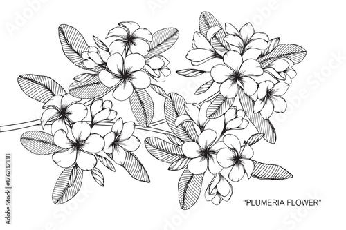Plumeria flower drawing.