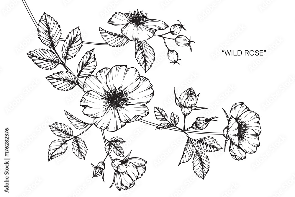 Fototapeta premium Wild rose flower drawing.