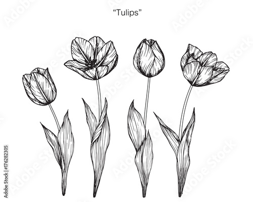 Tulip flower drawing.
