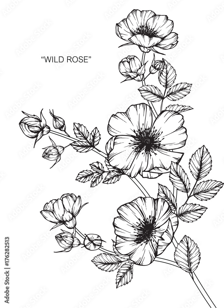 Wild rose flower drawing.