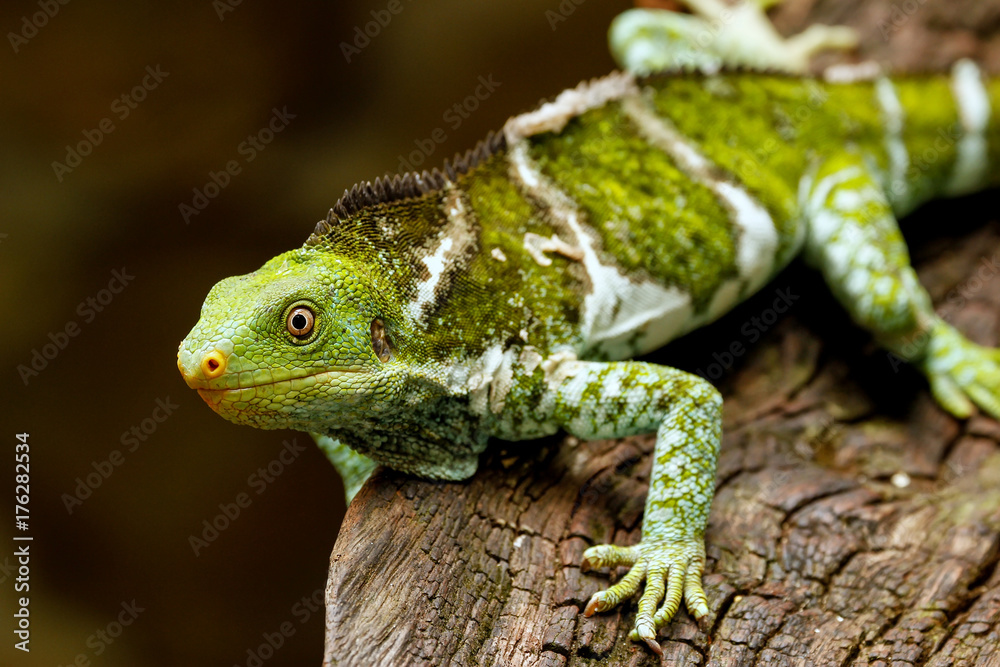 Naklejka premium Fijian crested iguana (Brachylophus vitiensis) on Viti Levu Island, Fiji