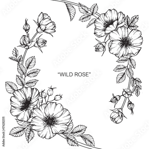 Wild rose flower drawing.