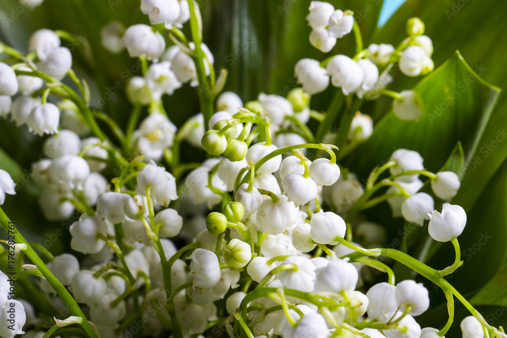 A bouquet of lilies of the valley, closeup A bouquet of lilies of the valley, closeup