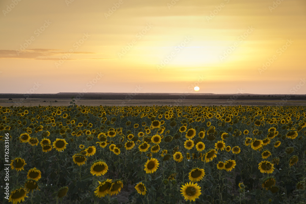 Obraz premium field of yellow sunflowers at sunset before being harvested 