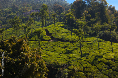 Coonoor, green field, tea plantation. Nilgiri mountain railway. India photo