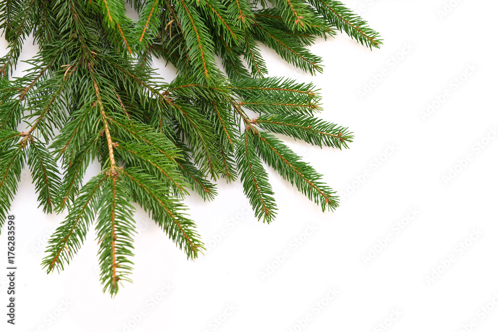 Obraz premium Fir tree branch isolated on white background