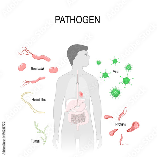 pathogens: virus, bacteria, fungus, helminths and Protists. photo