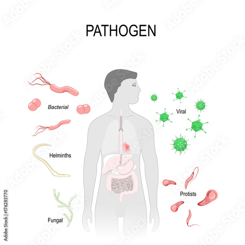 pathogens: virus, bacteria, fungus, helminths and Protists.