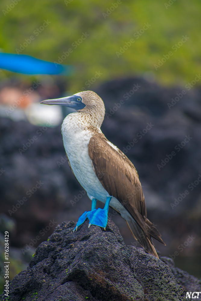 Obraz premium The blue 