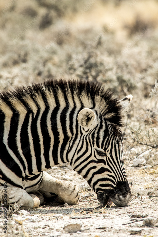 Zebre