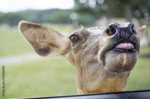 Closeup of cute deer in outdoor landscape.  Shows animal in nature approaching car window.
