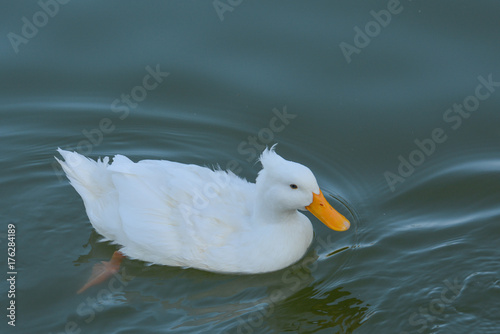 Hochbrutflugente im Teich photo