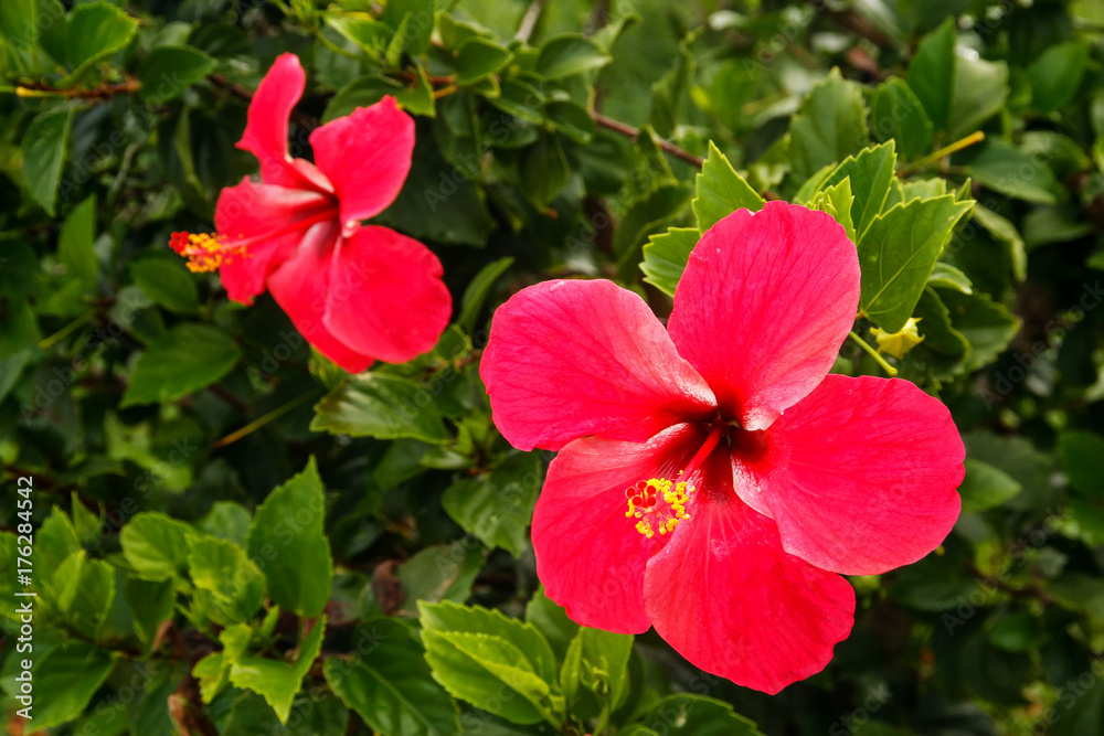 Red hibiscus flower Red hibiscus flower