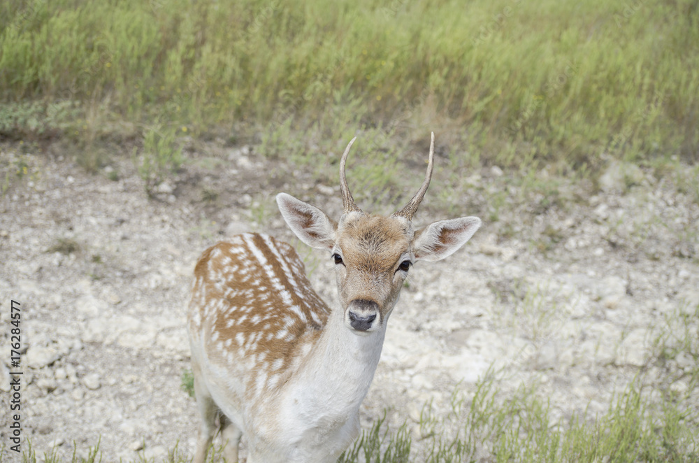 Young and cute wildlife deer with spots and antlers. Young and cute wildlife deer with spots and antlers.