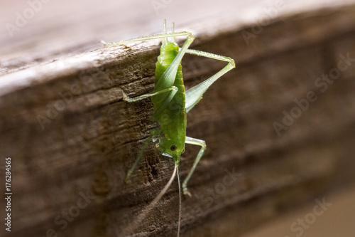 grasshopper on wooden board, closeup