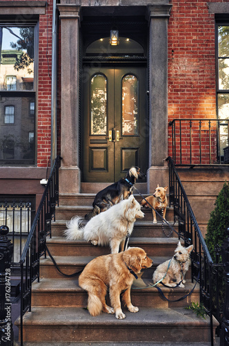 dogs sitting on a stoop.