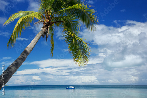 Leaning palm tree at the beach, Nananu-i-Ra island, Fiji photo