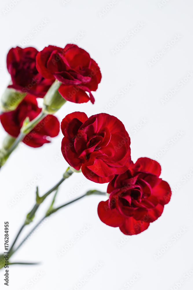 Red carnation isolated on white Red carnation isolated on white