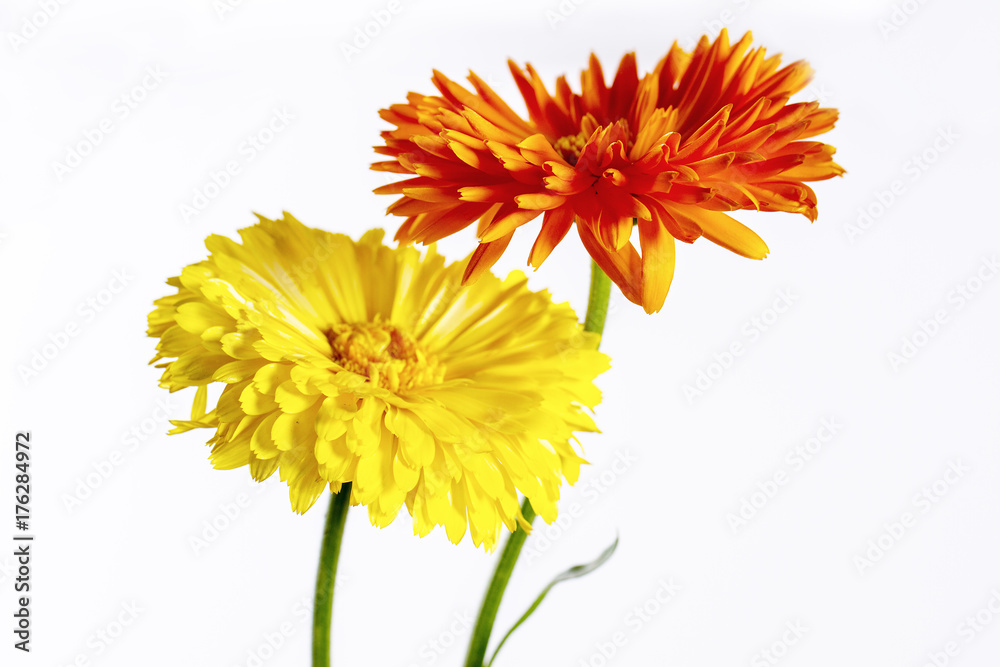 yellow and orange gerberas on white