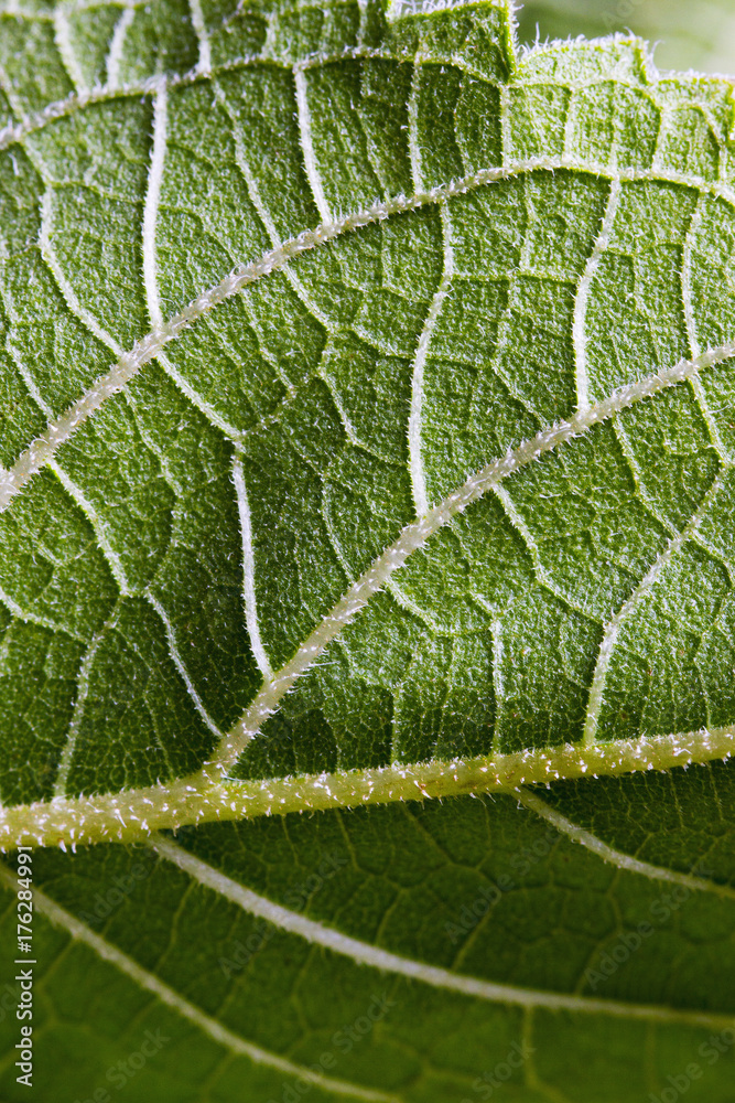 Sunflower leaf structure closeup Sunflower leaf structure closeup