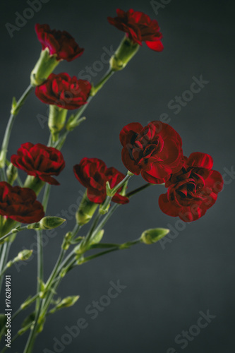 Red carnations isolated on grey