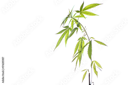 Fototapeta Naklejka Na Ścianę i Meble -  Cannabis leaf isolated on white background