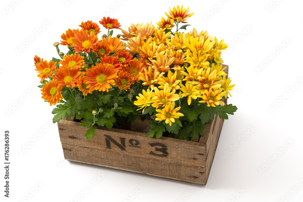 Chrysanthemen StockFoto Adobe Stock