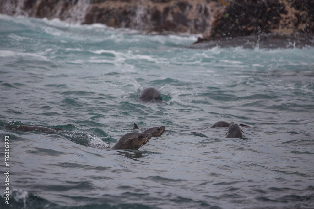 Fototapeta premium Seehunde in Südafrika