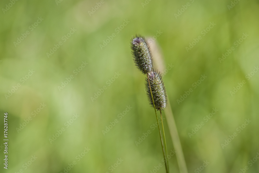 Timothy Grass seed heads in field