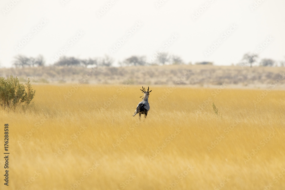 Obraz premium Uccello segretario