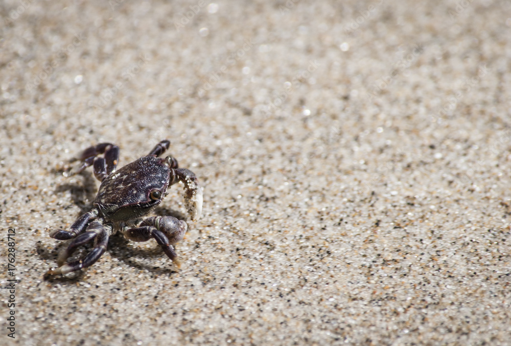 Small crab on sandy beach