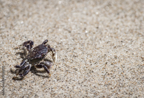 Small crab on sandy beach © James O'Donnell 