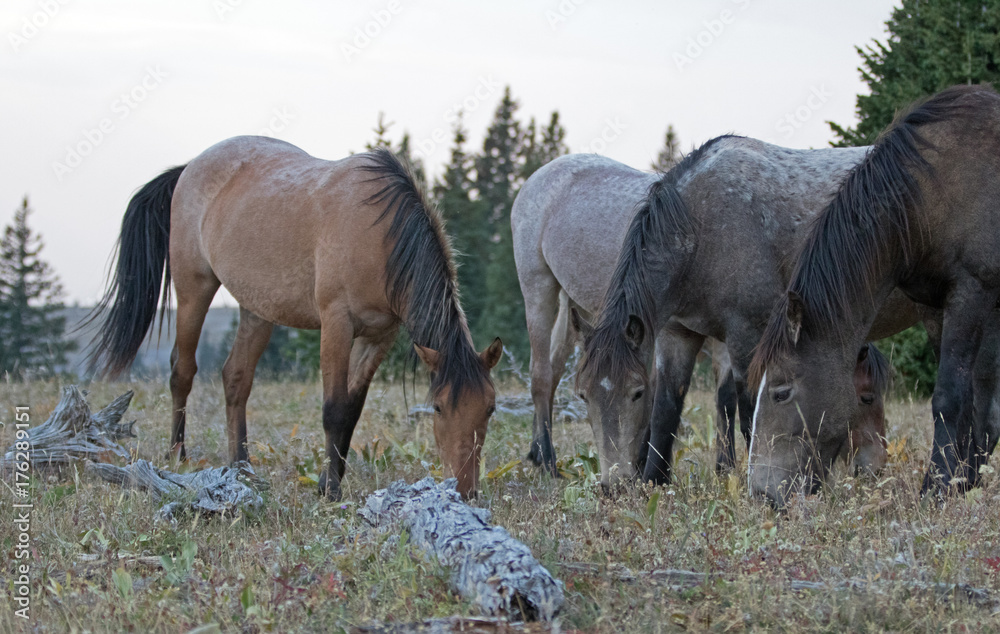 Fototapeta premium 4 wild horses grazing on dry grass next to dead wood logs in the Pryor Mountains Wild Horse Range in Montana United States