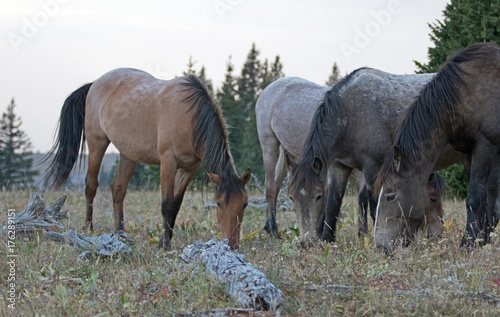 4 wild horses grazing on dry grass next to dead wood logs in the Pryor Mountains Wild Horse Range in Montana United States