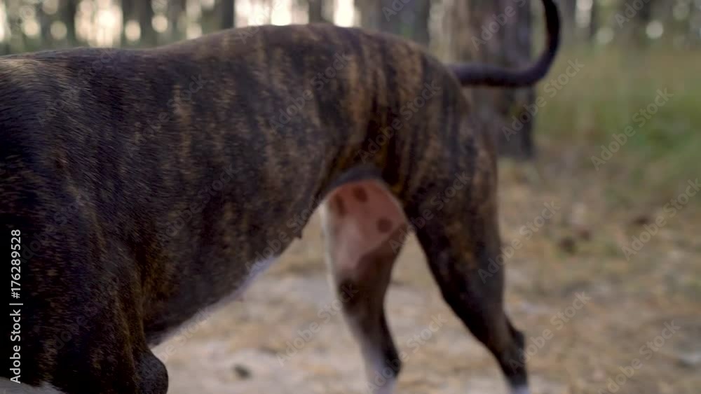 Girl playing with her dog in the forest at sunset