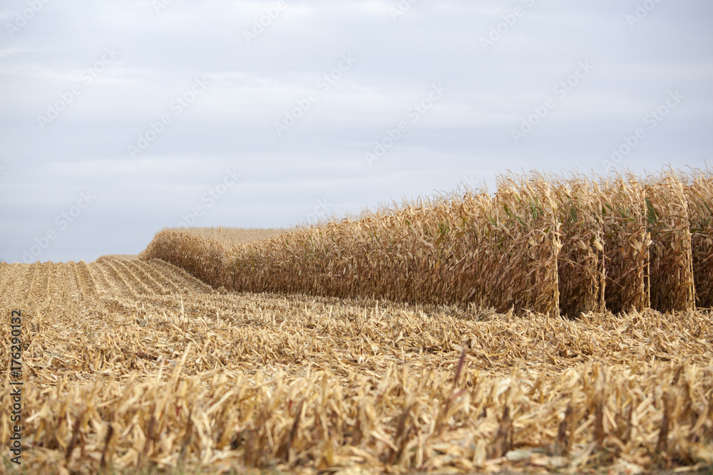 Corn crop being harvest on rural farm
