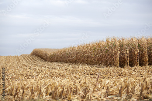 Corn crop being harvest on rural farm