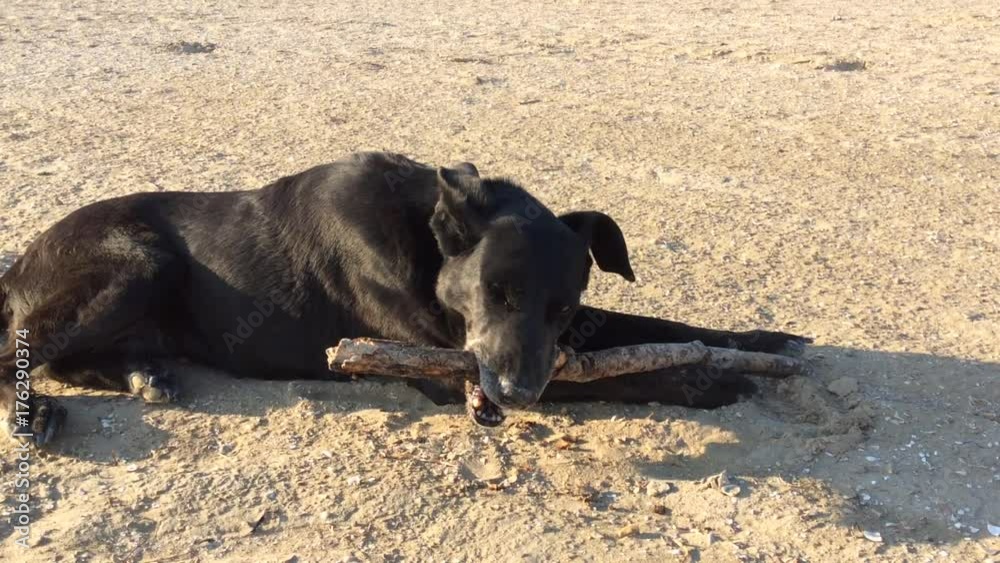Old black labrador retriever chewing wooden stick on seashore Old black labrador retriever chewing wooden stick on seashore