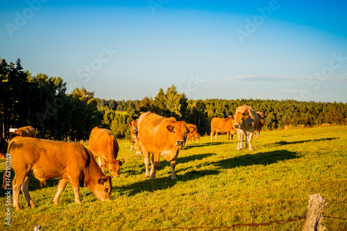 Troupeau de vaches dans le Cantal photo