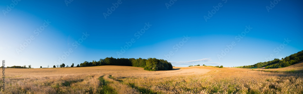 Panorama of an autumn field with ripe wheat