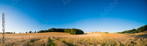 Panorama of an autumn field with ripe wheat