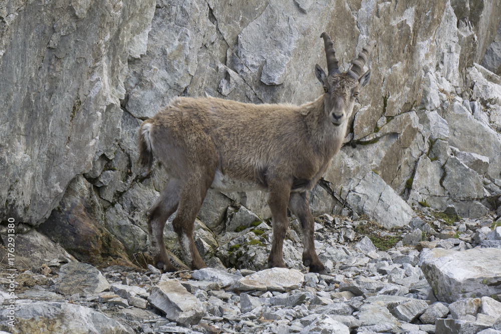 Capra ibex in the natural environment. French Alps. Capra ibex in the natural environment. French Alps.