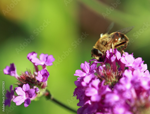 Honey bee feeding on a purple verbena flower © paula