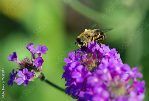 Close up of a bee feeding on a vibrant verbena flowerhead © paula